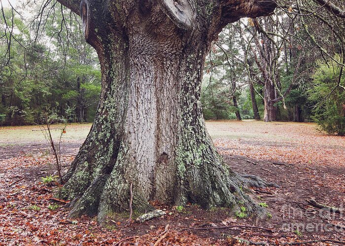 Oak Greeting Card featuring the photograph The Mighty Oak by Linda Lees