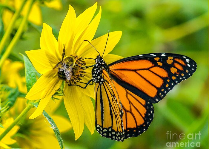 Beautiful Greeting Card featuring the photograph The Monarch and the Bee by Nick Zelinsky Jr