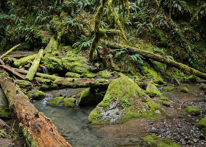 Oregon Greeting Card featuring the photograph The Mossy River by Margaret Pitcher