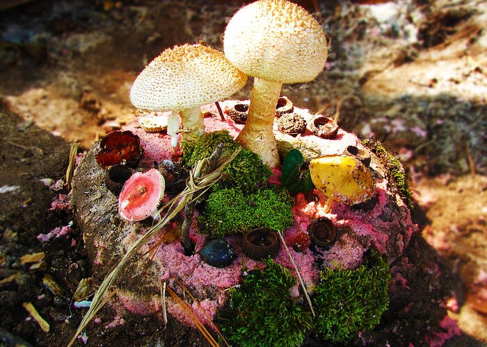 Mushrooms Greeting Card featuring the photograph The Mother of all Mudpies by Laura Brightwood