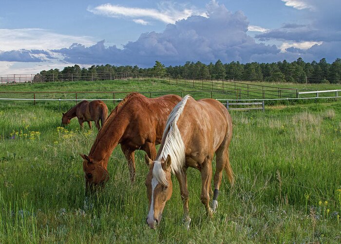  Horses Greeting Card featuring the photograph The Mowing Crew by Alana Thrower