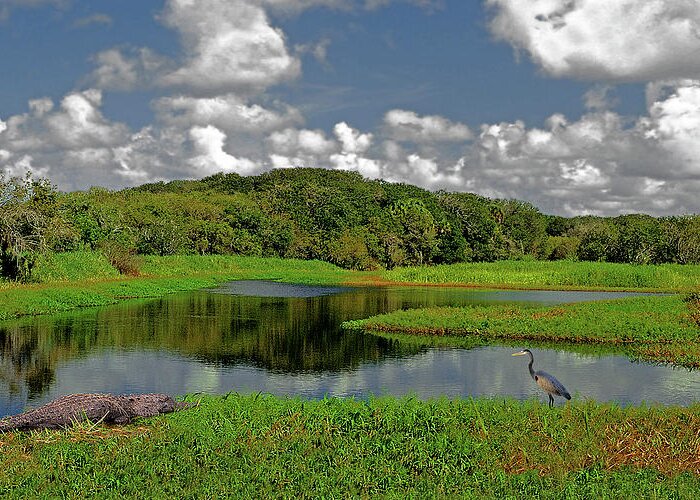 Nature Greeting Card featuring the photograph The Myakka River by Phil Jensen