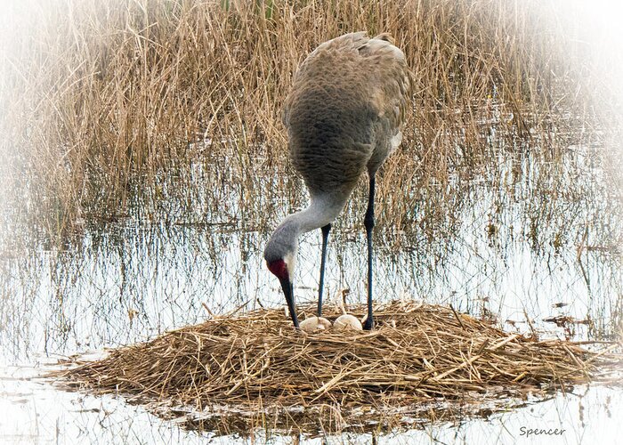 Sandhill Greeting Card featuring the photograph The Nest by T Guy Spencer