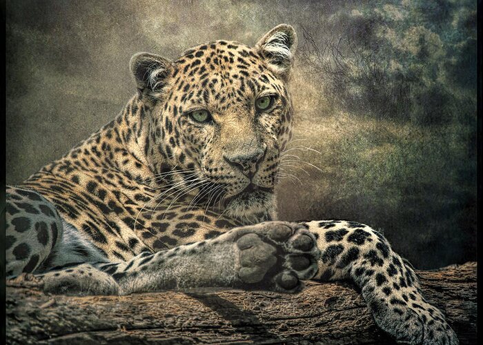 Leopard Greeting Card featuring the photograph The Night of The Leopard by Brian Tarr