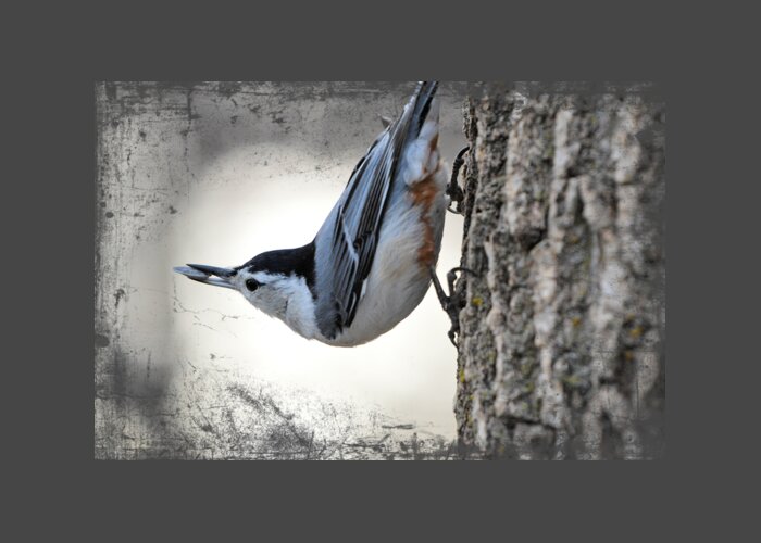  Greeting Card featuring the photograph The Nuthatch 2 by Bonfire Photography