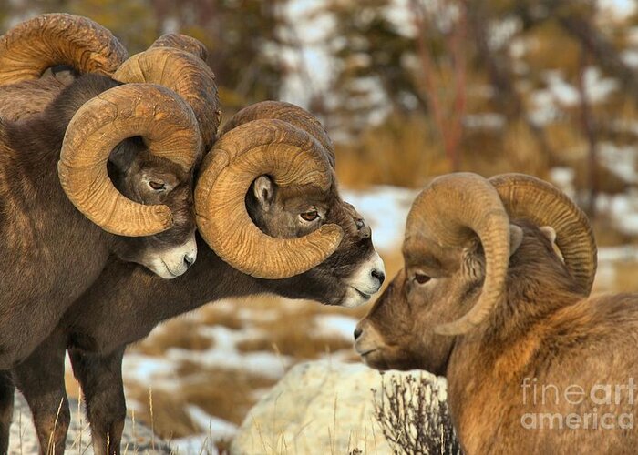 Bighorn Sheep Greeting Card featuring the photograph The Odd Man Out by Adam Jewell
