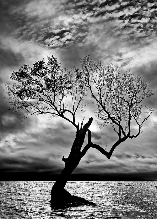 2015 Greeting Card featuring the photograph The Old Mangrove tree in the Sea by Robert Charity