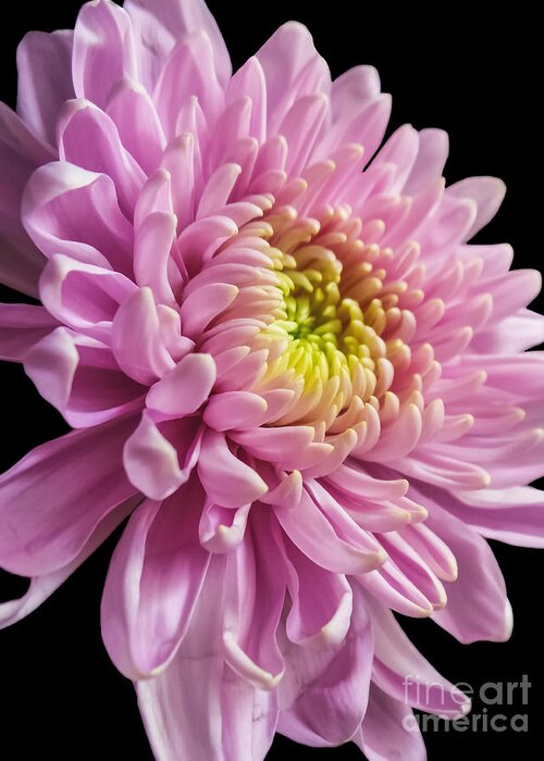 Pink Dahlia Greeting Card featuring the photograph The One And Only Dahlia by Charlie Cliques