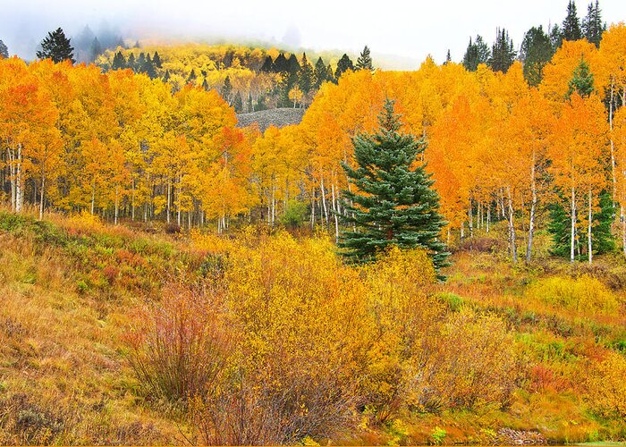 Gunnison National Forest Greeting Card featuring the photograph The One That Stands Out by Bijan Pirnia