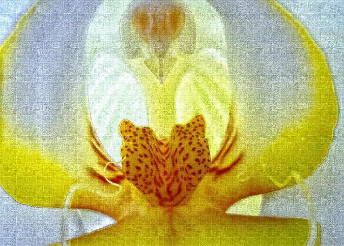 Orchid Greeting Card featuring the photograph The Orchid Angel by Jeff Breiman