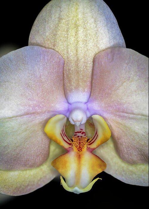Orchid Greeting Card featuring the photograph The Orchid Blossom by The Flying Photographer