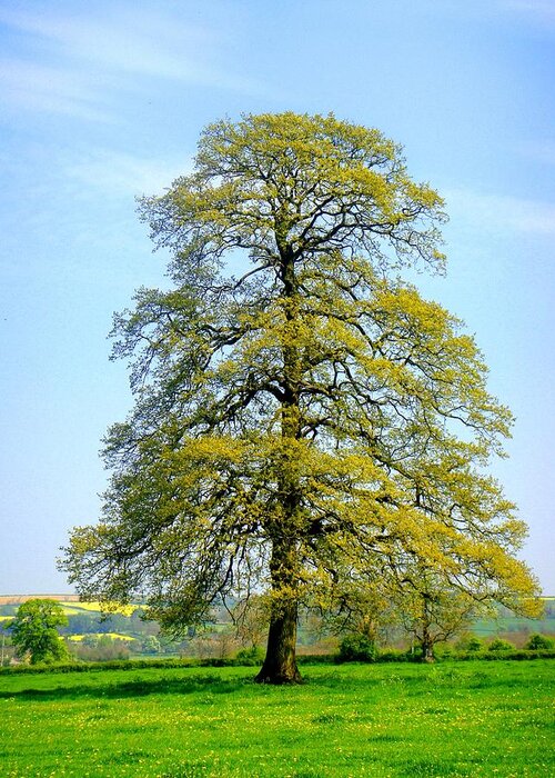 Tree Greeting Card featuring the photograph The Other Tree by Roberto Alamino