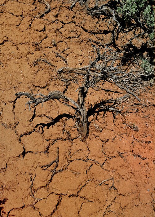 Landscape Greeting Card featuring the photograph The Parched Earth by Ron Cline