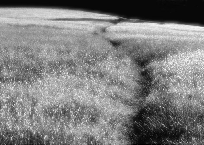 Infrared Photo Greeting Card featuring the photograph The Path by Mark Alan Perry