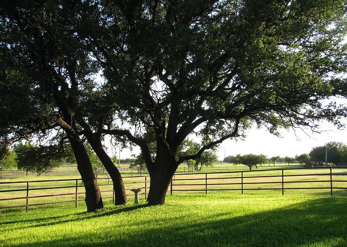 Live Oak Trees Greeting Card featuring the photograph The Peace of Home by Shawn Hughes