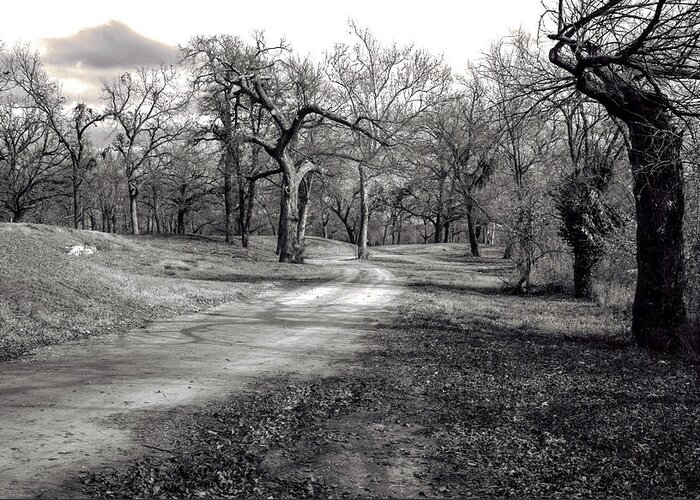 Jay Stockhaus Greeting Card featuring the photograph The Pecan Grove by Jay Stockhaus