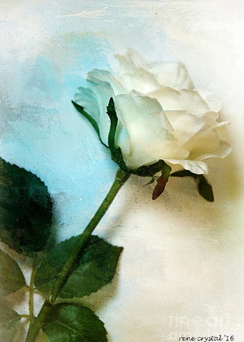 Roses Greeting Card featuring the photograph The Petals Of A Soft White Rose by Rene Crystal