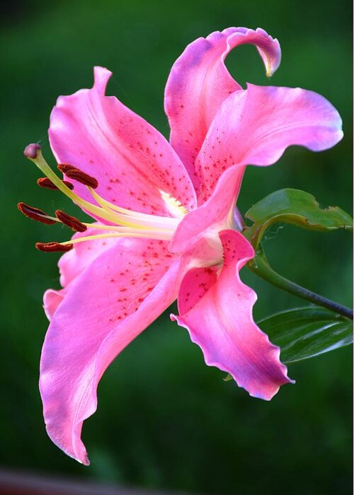 The Pink Lily Greeting Card for Sale by Dave Kupetz