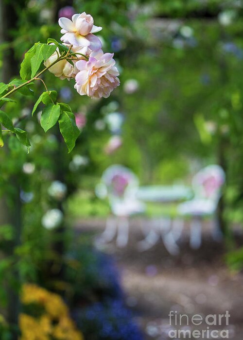 Pink Rose Greeting Card featuring the photograph The pink rose by Sheila Smart Fine Art Photography