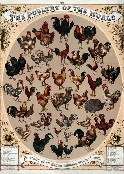 Graphic Cart Greeting Card featuring the painting The poultry of the world 1868 by Vincent Monozlay