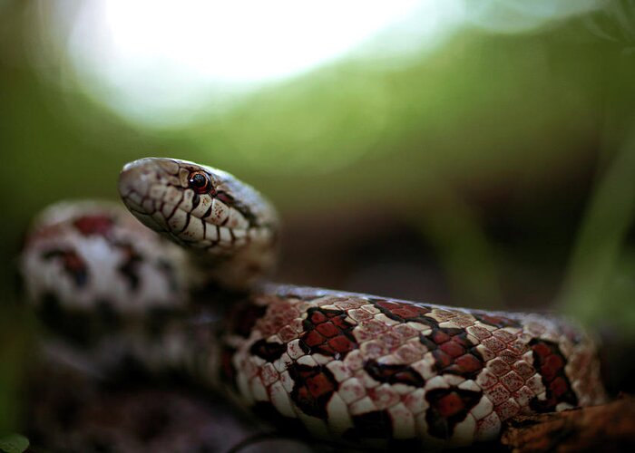 Lampropeltis Calligaster Greeting Card featuring the photograph The Prairie Kingsnake by JC Findley
