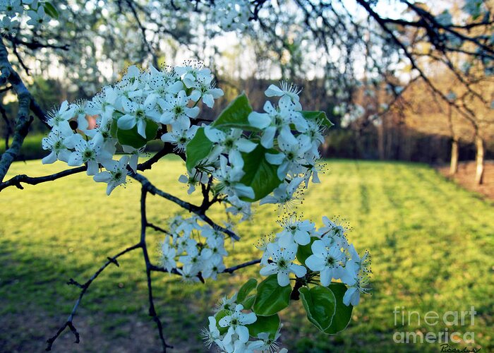 Art Greeting Card featuring the photograph The Promise of Spring 1c by Ricardos Creations