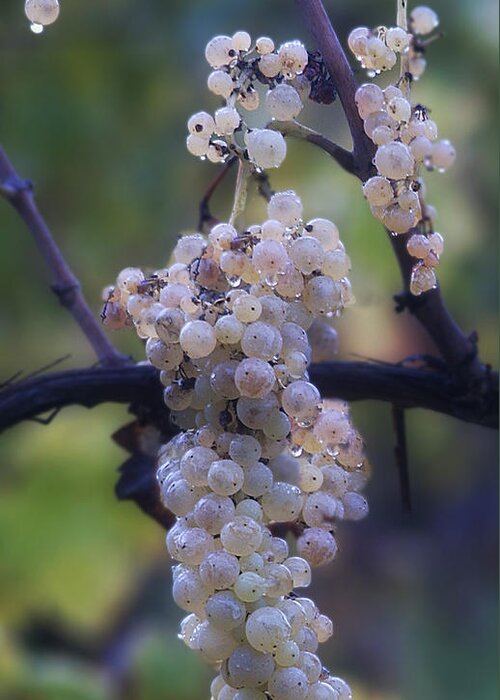 Grapes Greeting Card featuring the photograph The Promise by Peggy Dietz