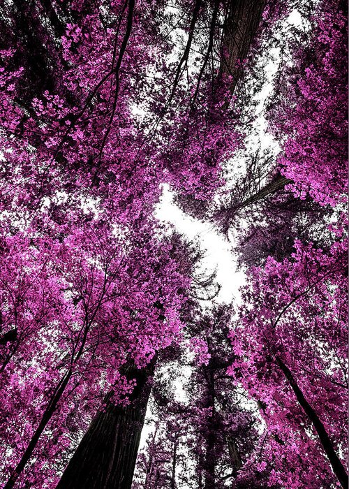 Tree Greeting Card featuring the photograph The Purple Forest by Joseph S Giacalone