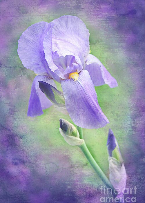 Iris Greeting Card featuring the photograph The Purple Iris by Andee Design