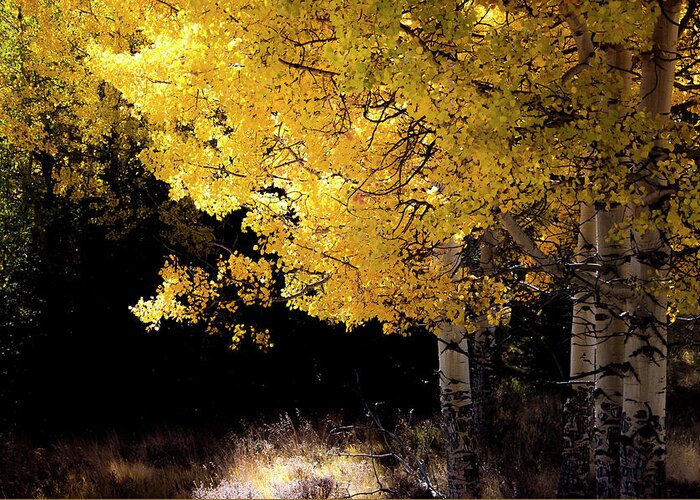 Aspen Trees Greeting Card featuring the photograph The Quiet Elegance of Fall by The Forests Edge Photography - Diane Sandoval