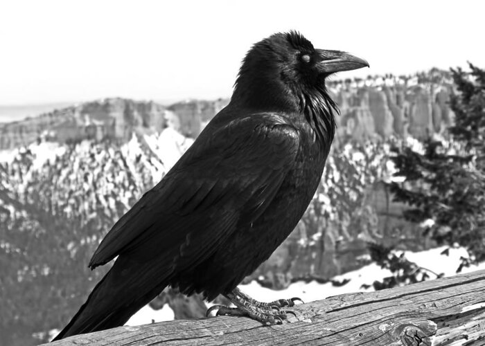 Black And White Greeting Card featuring the photograph The Raven - Black and White by Rona Black