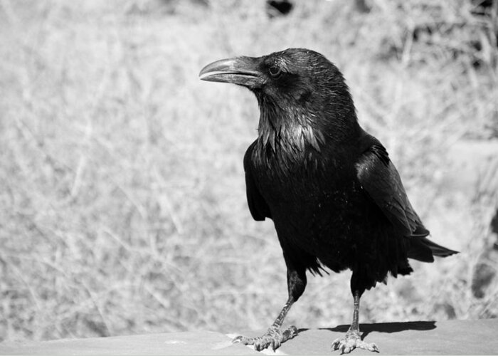 Raven Greeting Card featuring the photograph The Raven by Susanne Van Hulst