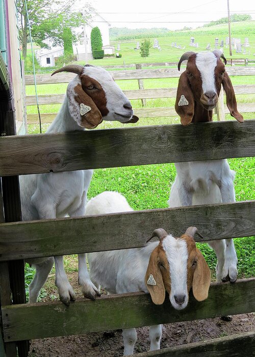 Goats Greeting Card featuring the photograph The Real Three Billy Goats Gruff by Linda Stern