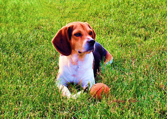Beagle Art Paintings Greeting Card featuring the photograph The Reserved Beagle by Kathleen Modica