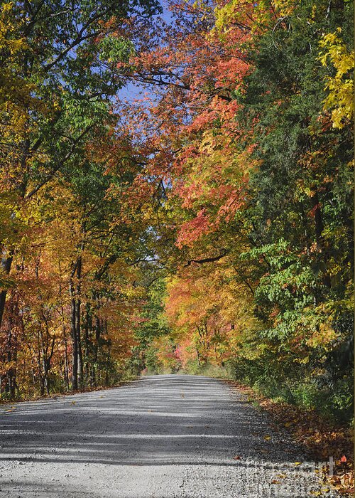 Autumn Greeting Card featuring the photograph The Road To Color by Tamara Becker