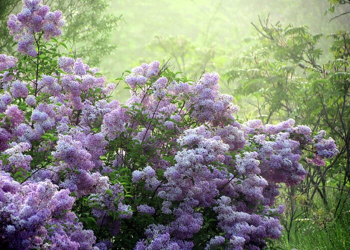 Fog Greeting Card featuring the photograph The Scent of Lilacs by David T Wilkinson