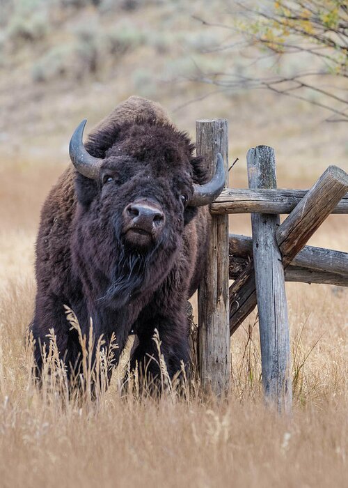 Bison Greeting Card featuring the photograph The Scratching Post by Jody Partin