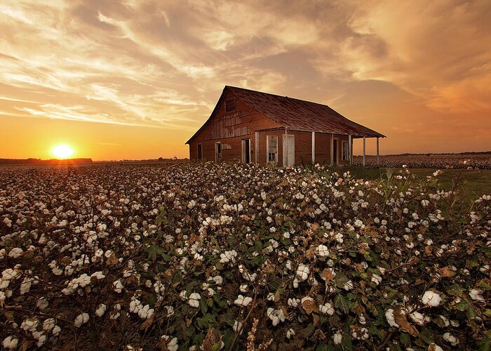 Cotton Greeting Card featuring the photograph The Sharecropper Shack by Eilish Palmer