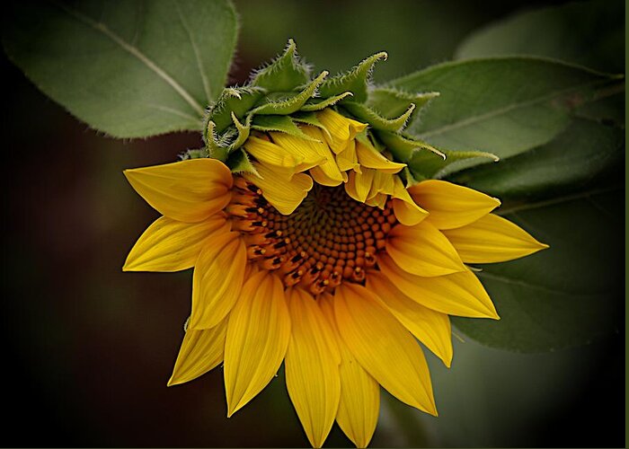 Half Open Sunflower Greeting Card featuring the photograph The Shy Sunflower by Karen McKenzie McAdoo