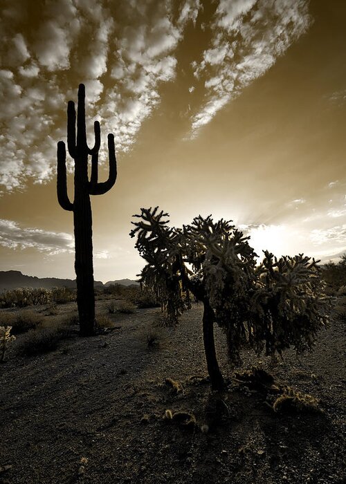 Sonoran Greeting Card featuring the photograph The Sonoran in Sepia by Sue Cullumber