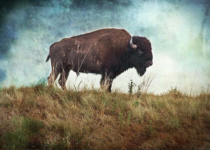 Buffalo Greeting Card featuring the photograph The Stance by Tamyra Ayles