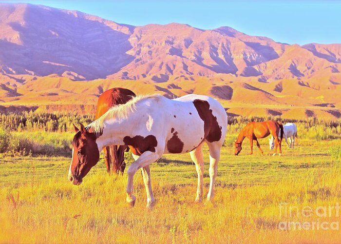 Horse Greeting Card featuring the photograph 'The Sundowners' by Gus McCrea