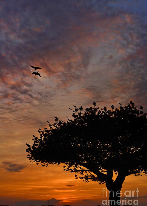 Sunset Greeting Card featuring the photograph The Sunset Tree by Kathy Baccari