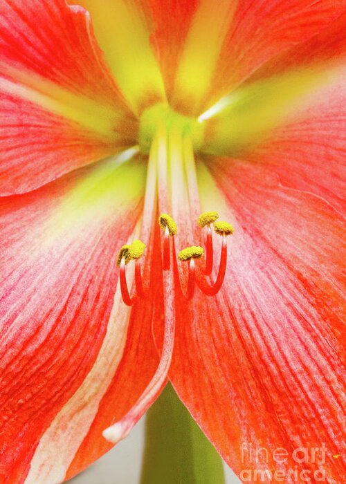 Amaryllis Greeting Card featuring the photograph The Timid Nymph - II by Marilyn Cornwell