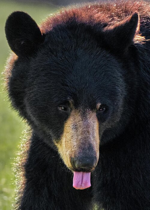 Bear Greeting Card featuring the photograph The Tongue by Bill Wakeley