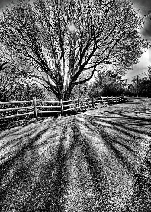 Black And White Greeting Card featuring the photograph The Tree and the shadow BW by Lilia S