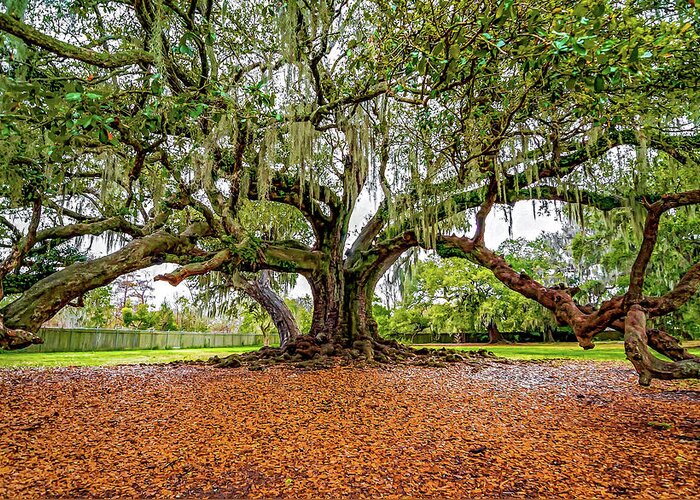 New Orleans Greeting Card featuring the photograph The Tree of Life by Steve Harrington