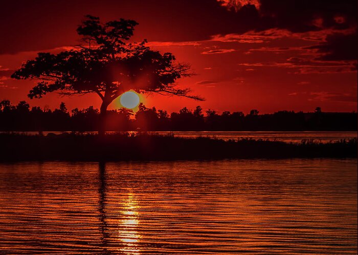 Sunset Greeting Card featuring the photograph The Tree on fire by Joe Holley