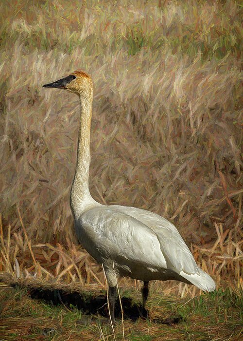 Trumpeter Swan Greeting Card featuring the photograph The Trumpeter Swan by Belinda Greb