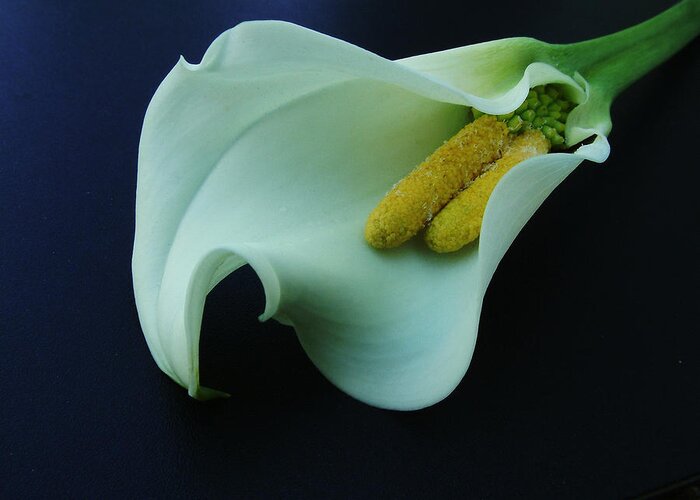 Calla Lily Greeting Card featuring the photograph The Twin by Thomas Pipia